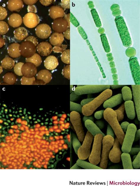 microbial dormancy traits